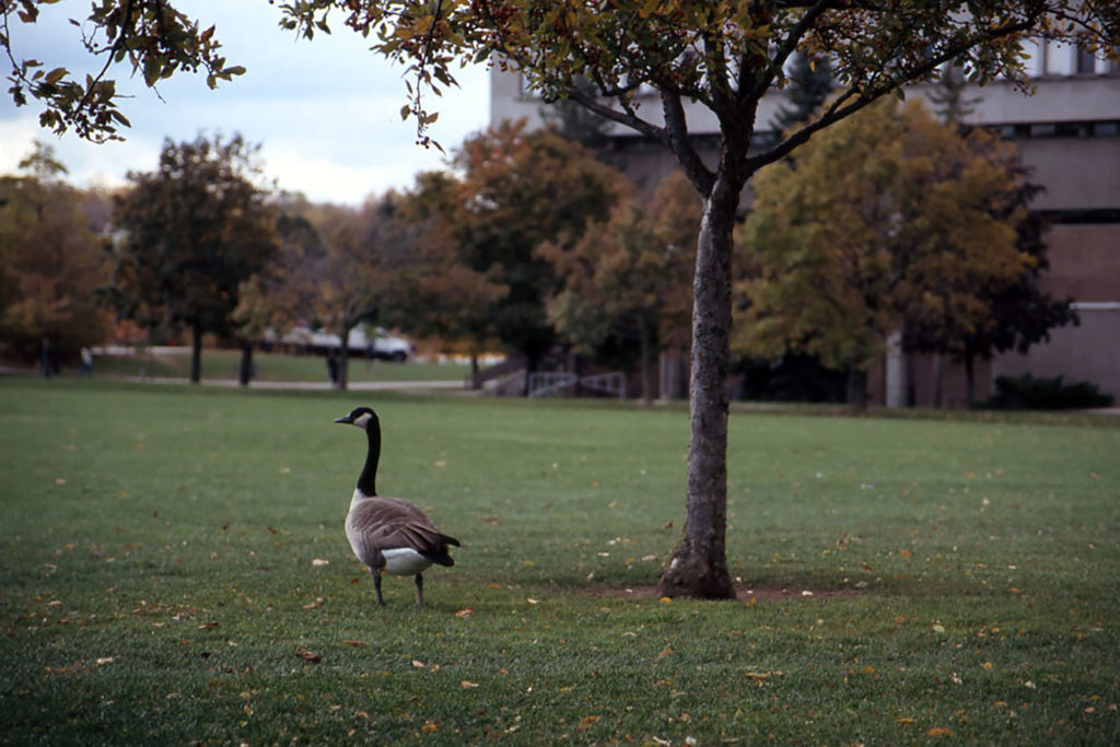 Canada Geese on Campus