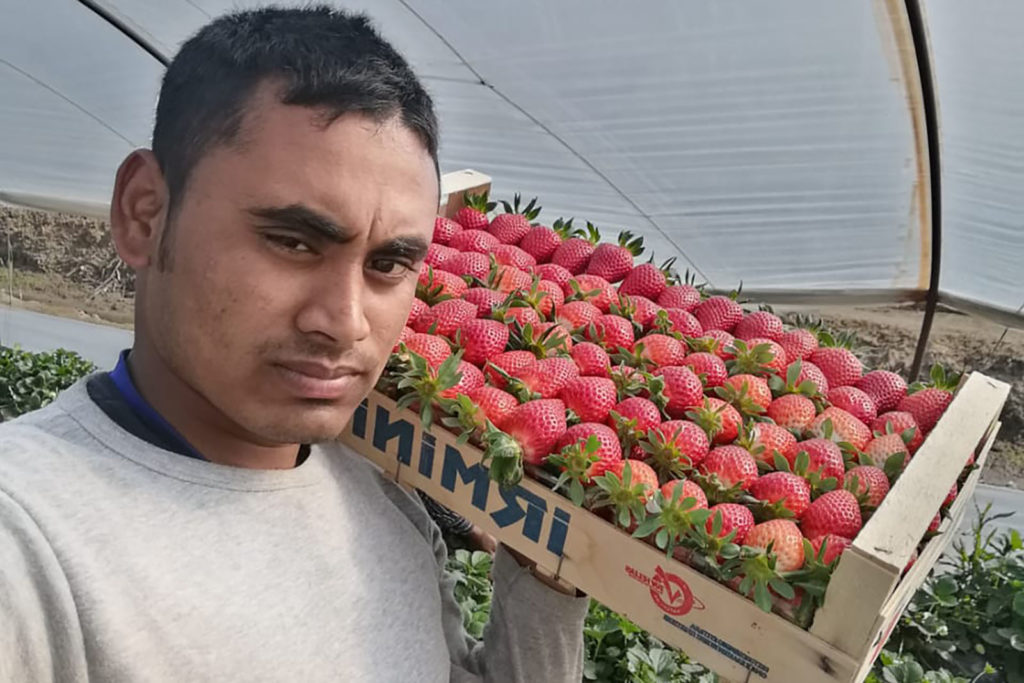 Man carrying a box of strawberries on his shoulder