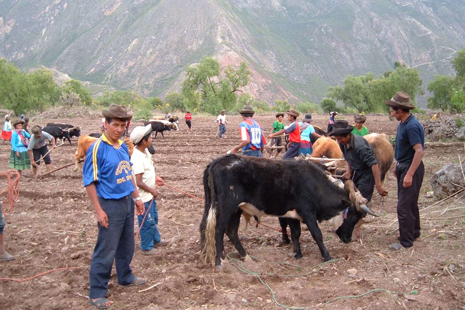 Farmers on a dirt field using hoes and cattle to till the soil.